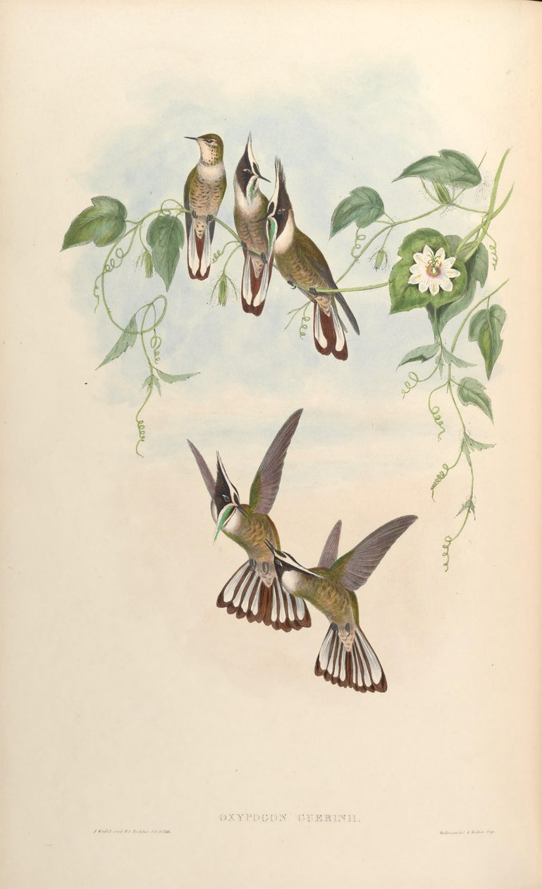 Oxypogon guerinii - John Gould