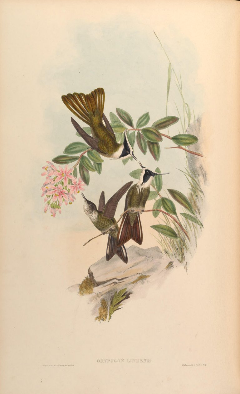 Oxypogon lindenii = Oxypogon guerinii lindenii - John Gould