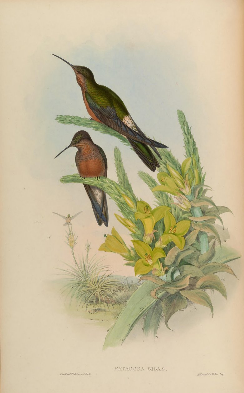 Patagona gigas - John Gould