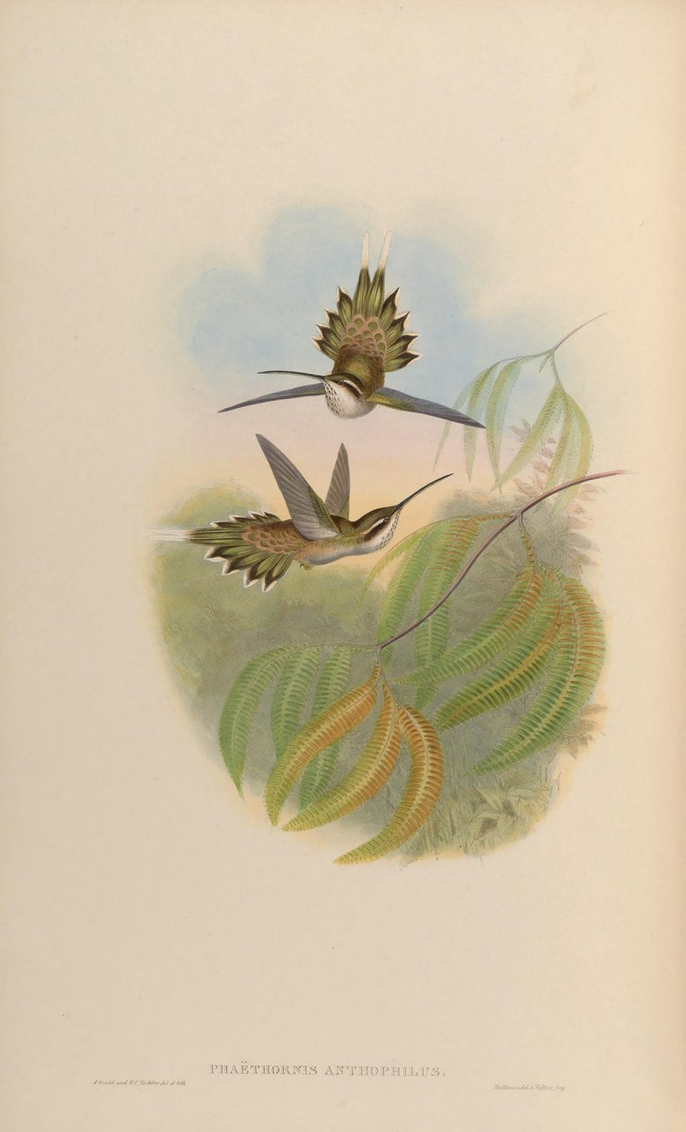 Phaethornis anthophilus - John Gould