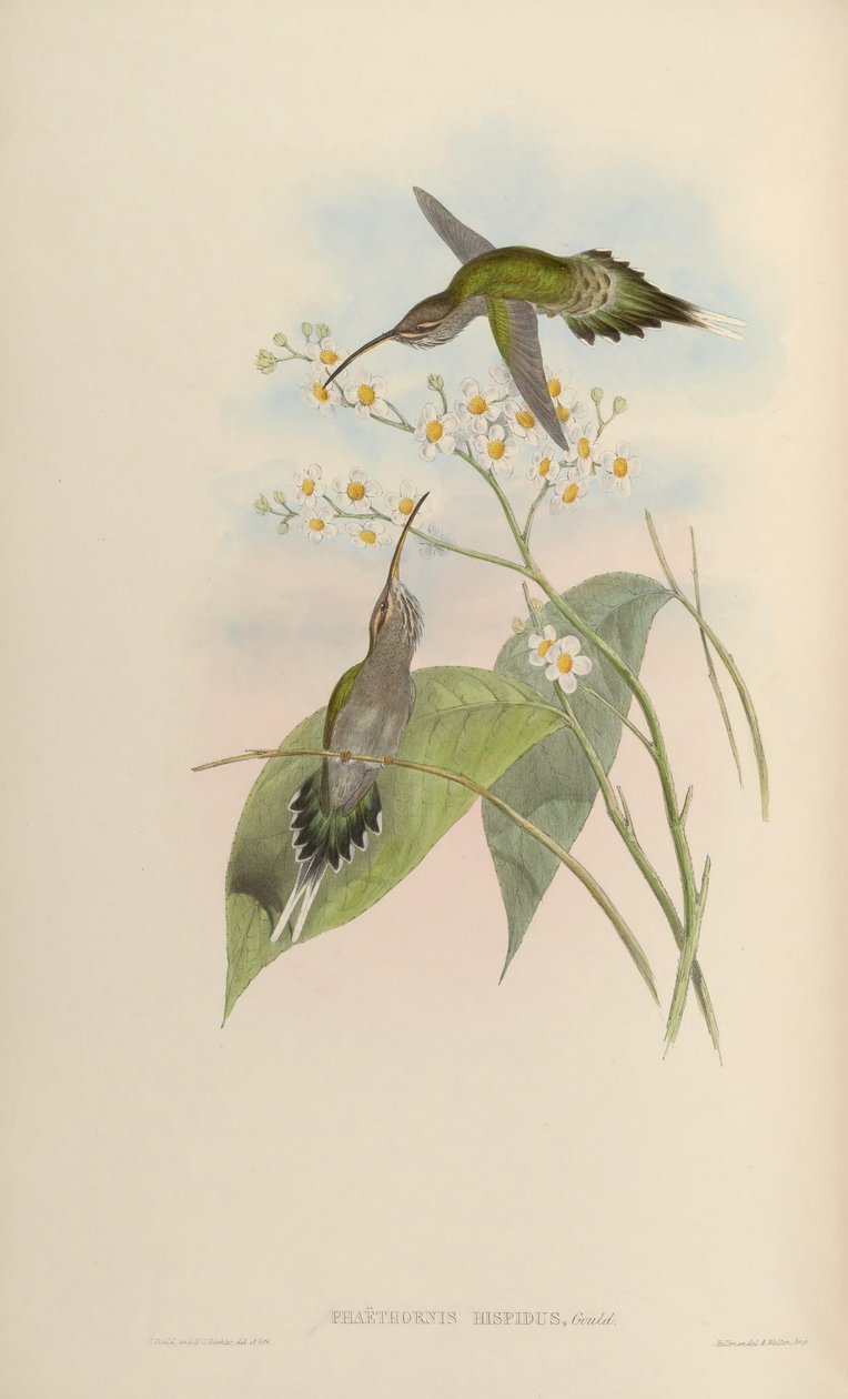 Phaethornis hispidus - John Gould