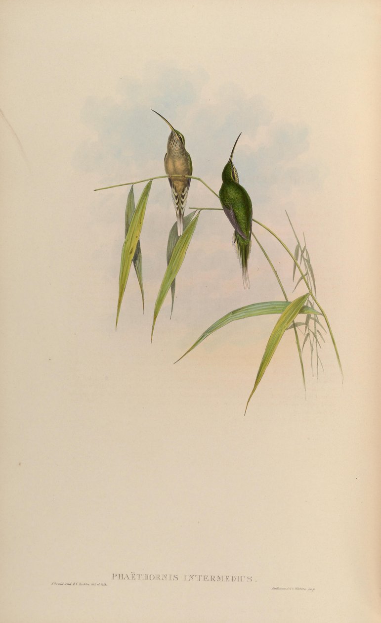 Phaethornis intermedius = Phaethornis squalidus - John Gould