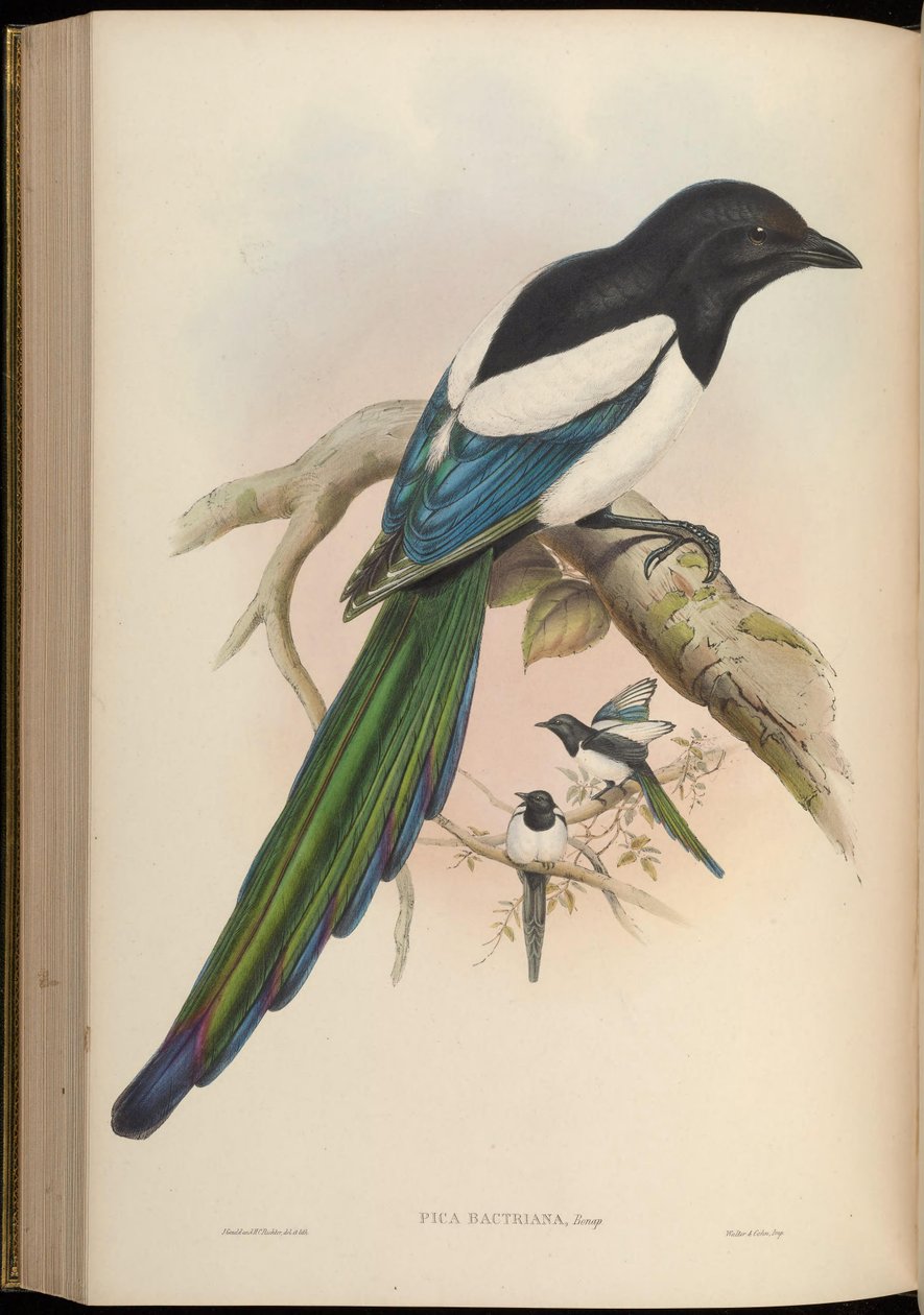 Pica bactriana = Pica pica bactriana - John Gould