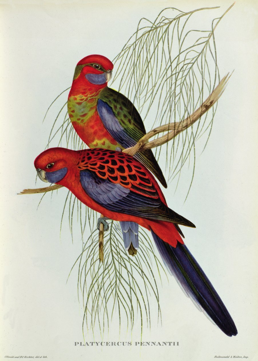 Platycercus Pennantii - John Gould