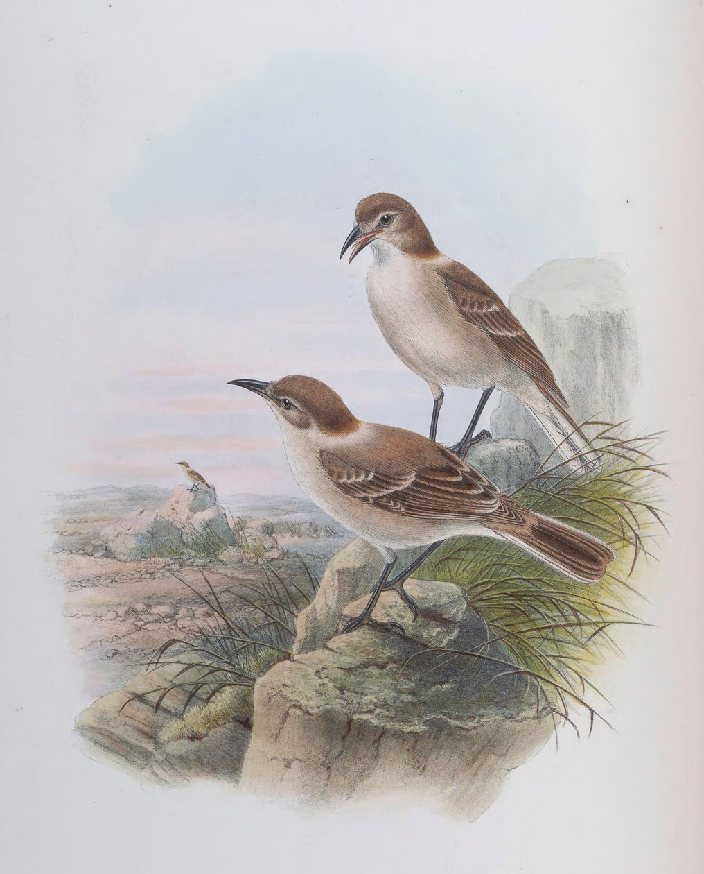 Pseudopodoces humilis (syn. Parus humilis) - John Gould