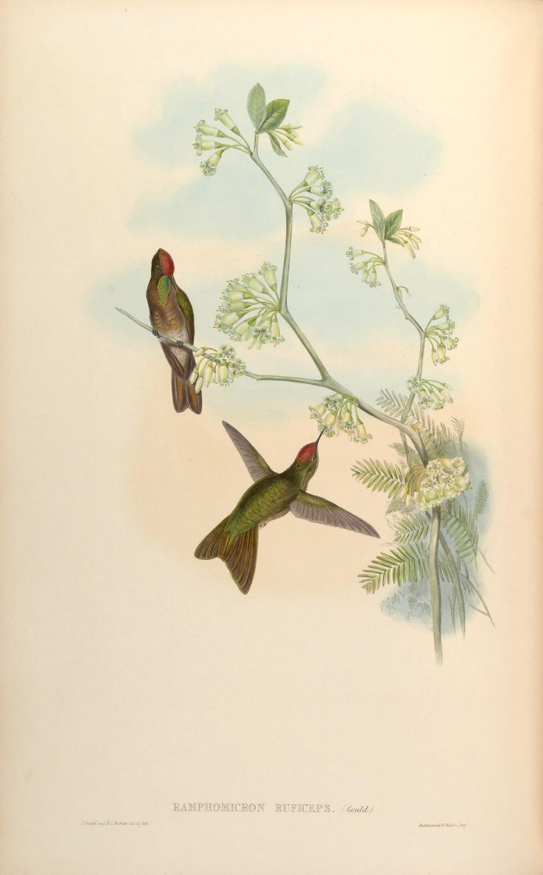 Ramphomicron ruficeps = Chalcostigma ruficeps - John Gould