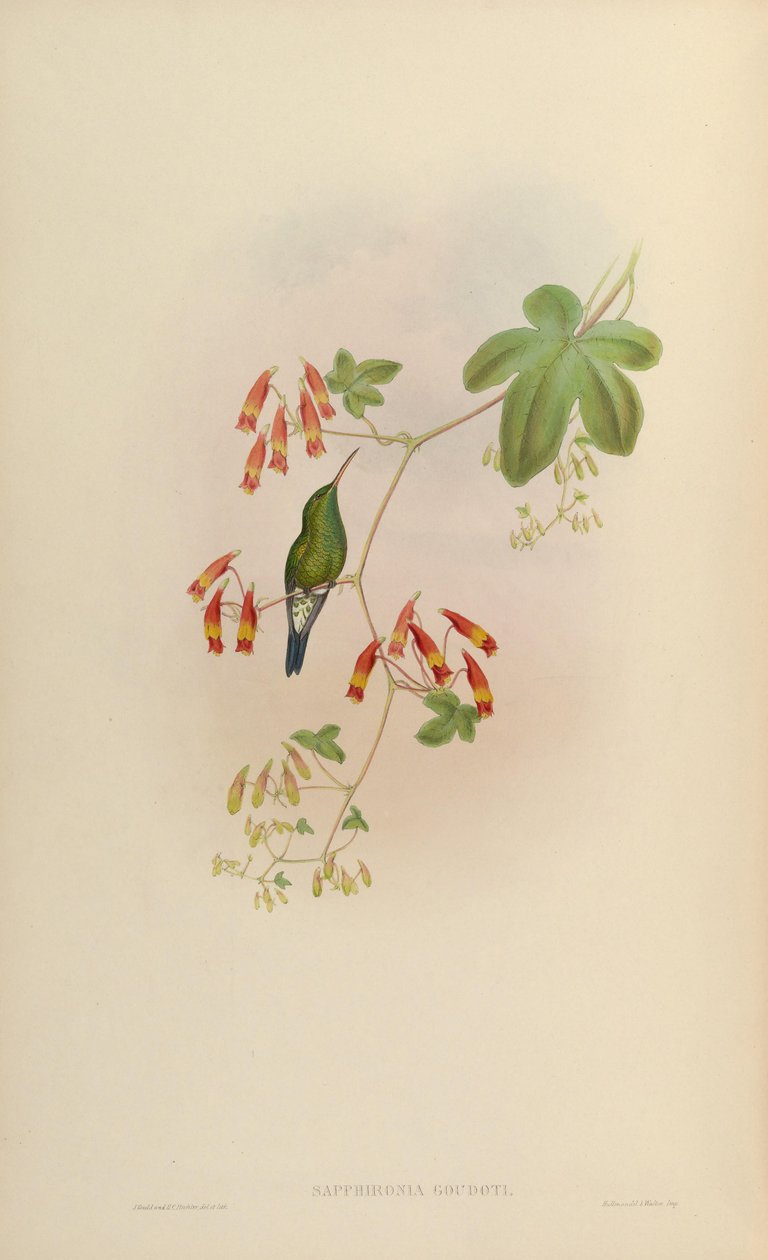 Sapphironia goudoti = Lepidopyga goudoti - John Gould