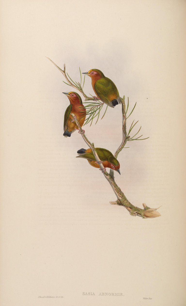 Sasia abnormis - John Gould