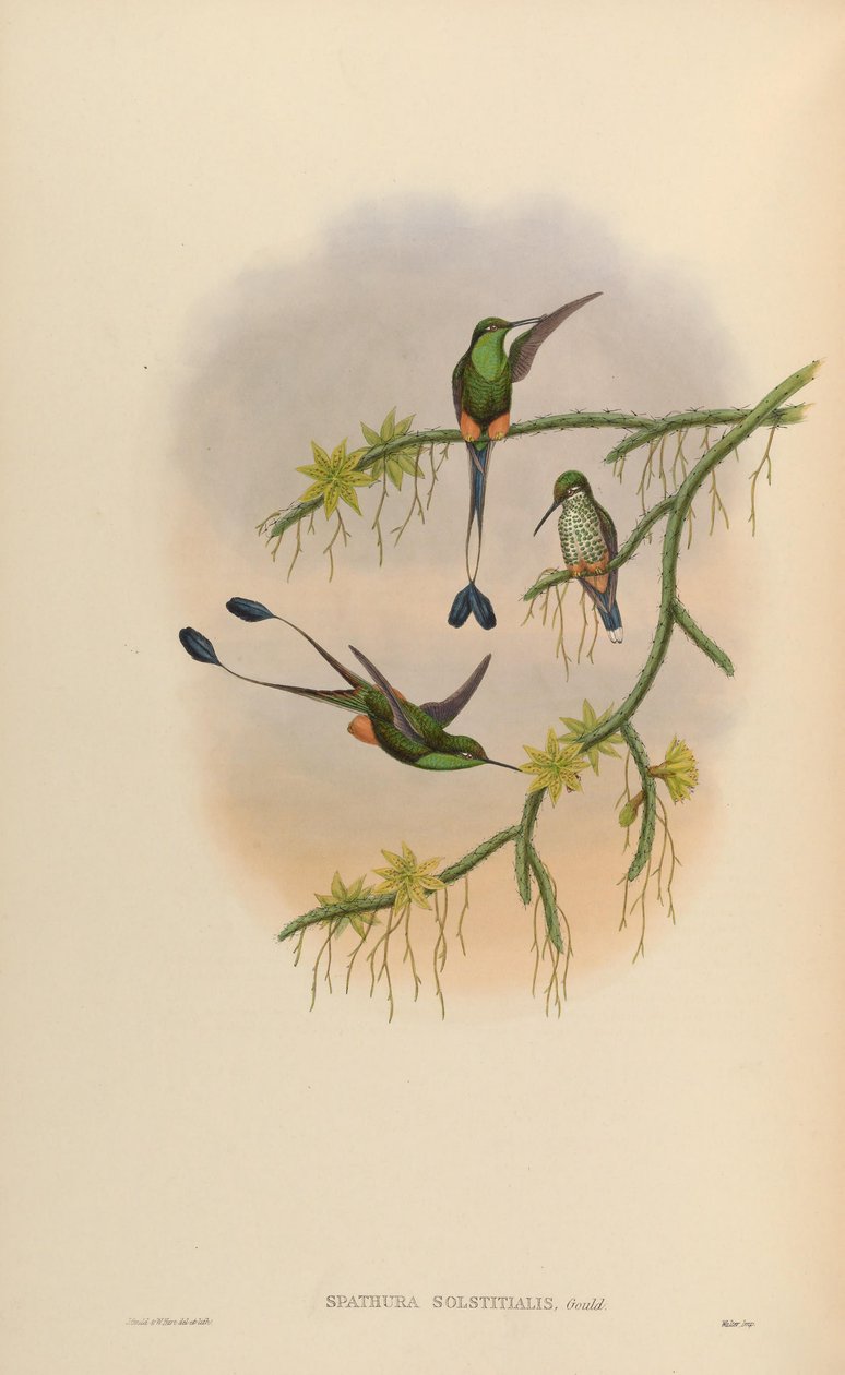 Spathura solstitialis = Ocreatus underwoodii - John Gould