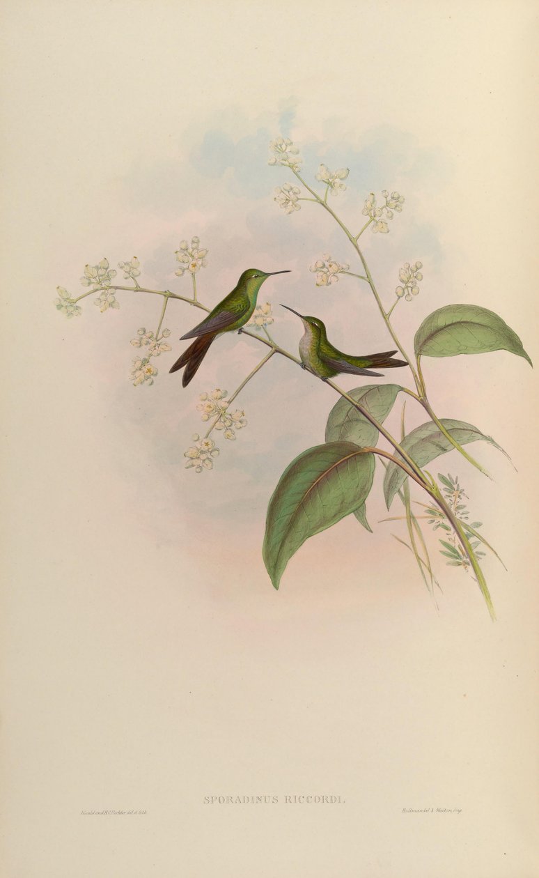 Sporadinus riccordii = Chlorostilbon riccordii - John Gould