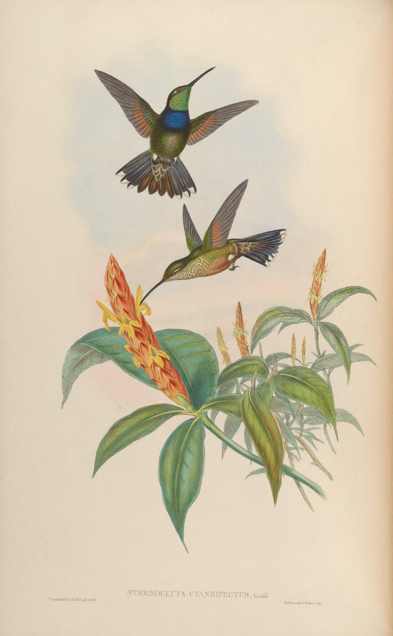 Sternoclyta cyanopectus - John Gould