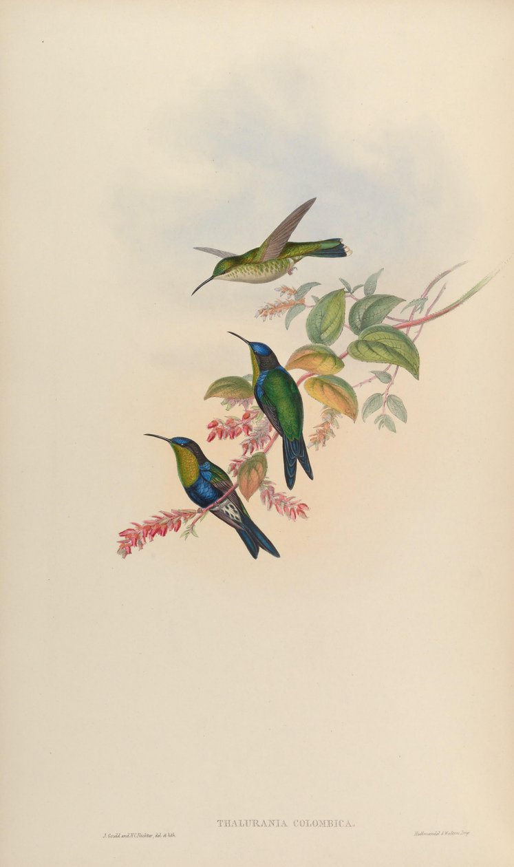 Thalurania colombica - John Gould