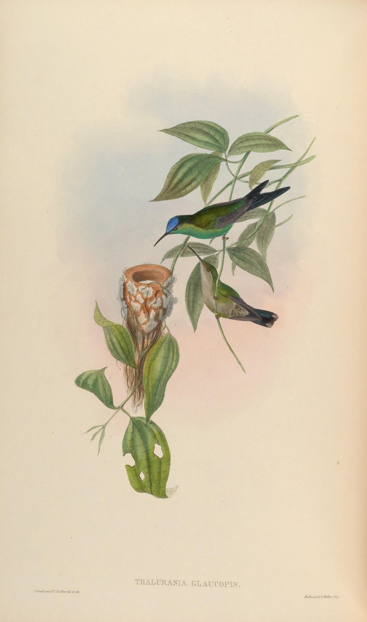 Thalurania glaucopis - John Gould