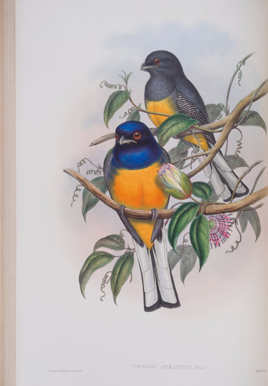 Trogon aurantius, planche de The Birds of Great Britain par John Gould, publié 1862-73 - John Gould