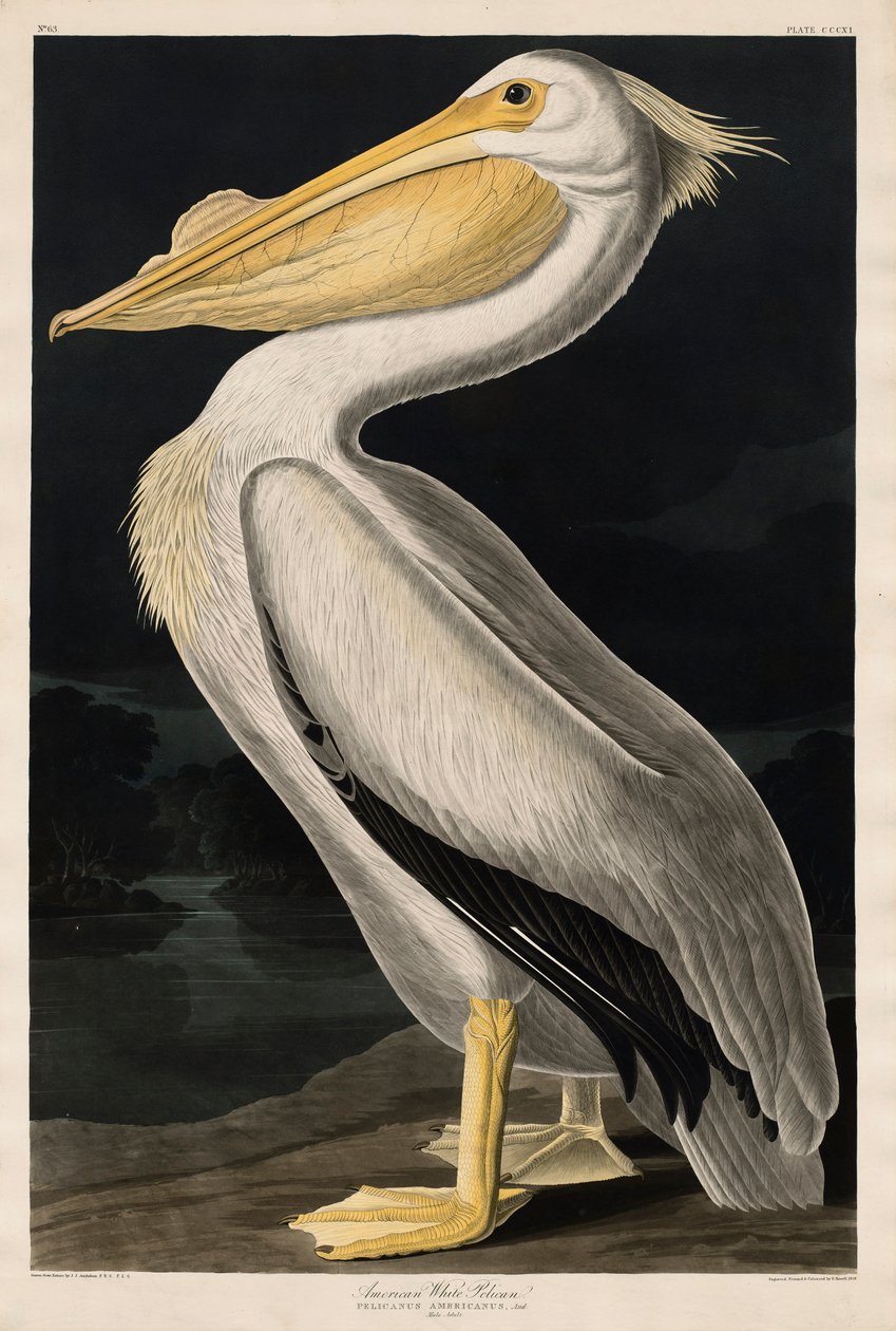 Pélican blanc américain, 1836 - John James Audubon