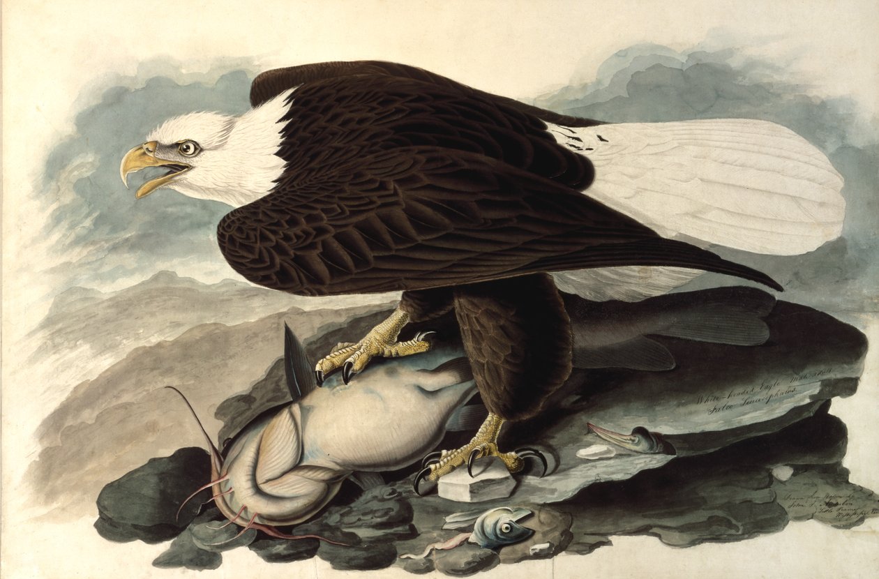 Pygargue à tête blanche, 1828 - John James Audubon