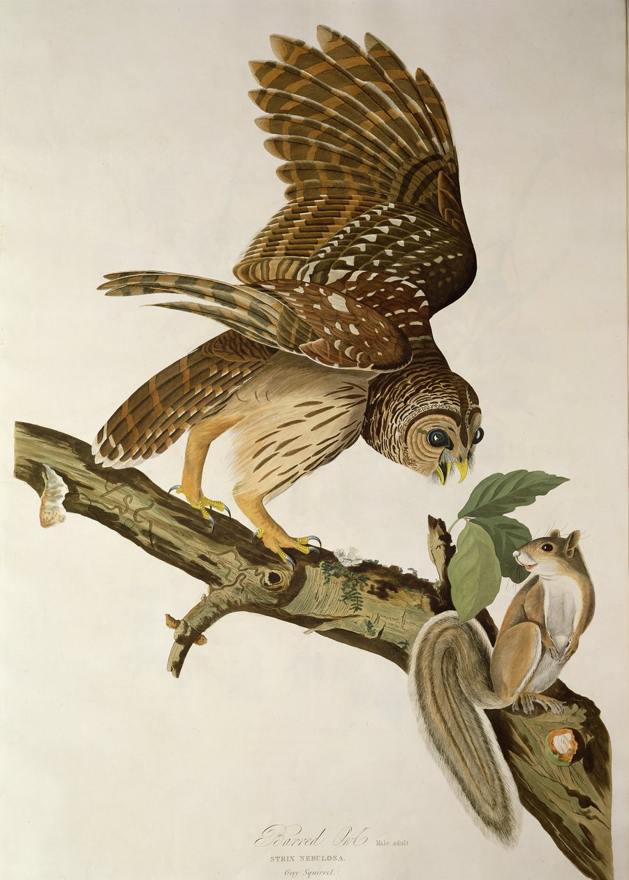 Chouette rayée, de 