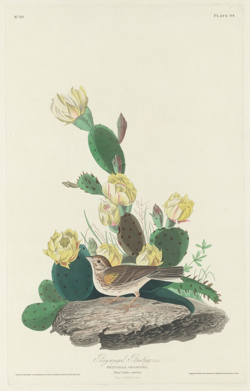 Bruant à ailes baies, 1830 - John James Audubon