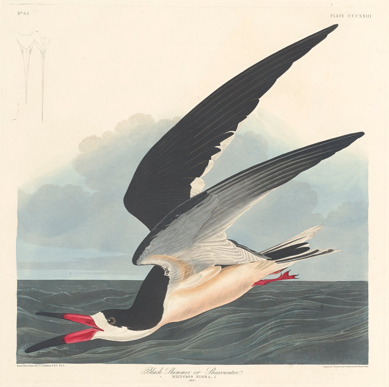 Bec-en-ciseaux noir, 1836 - John James Audubon