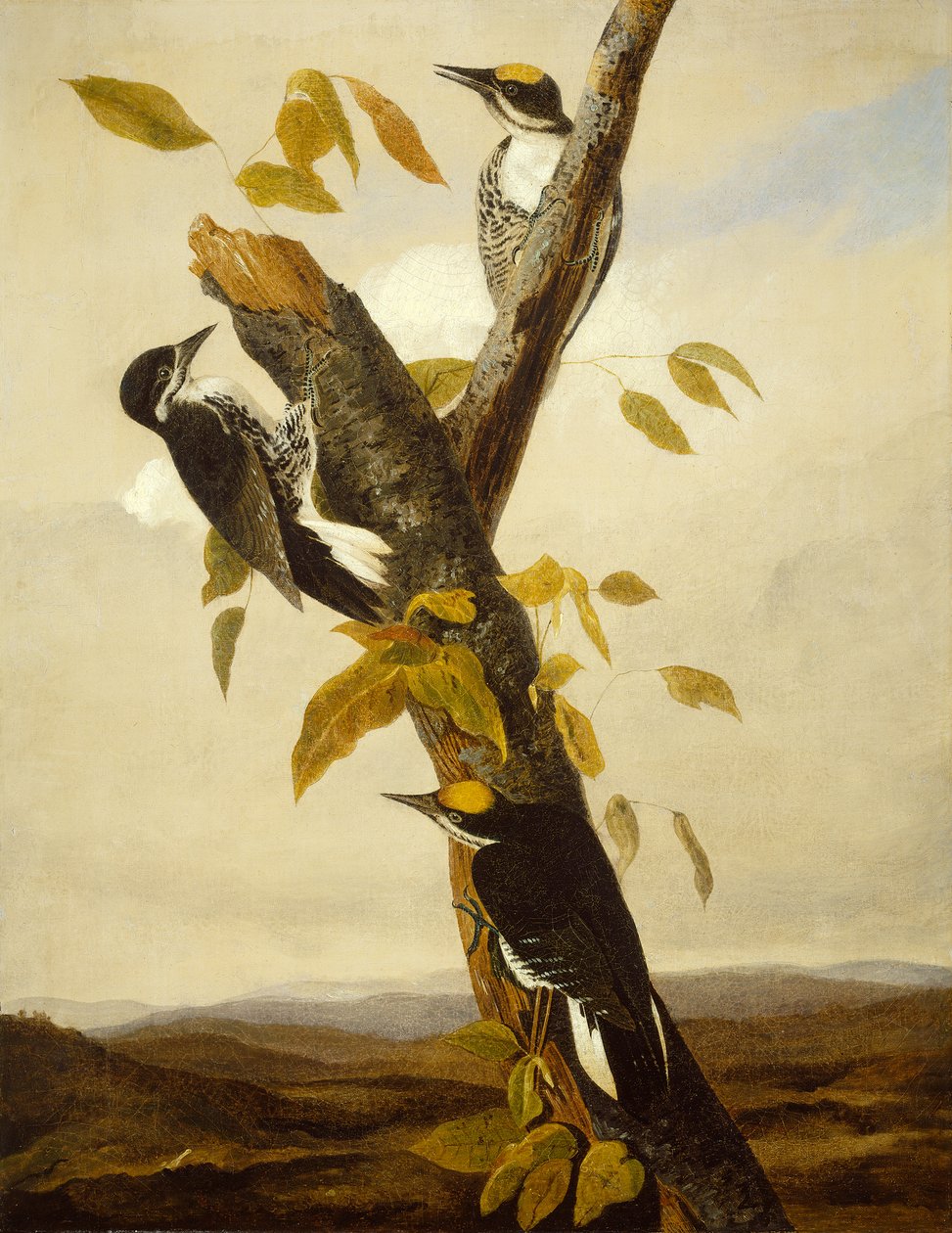 Pic à dos noir et trois doigts, 1831-3 - John James Audubon