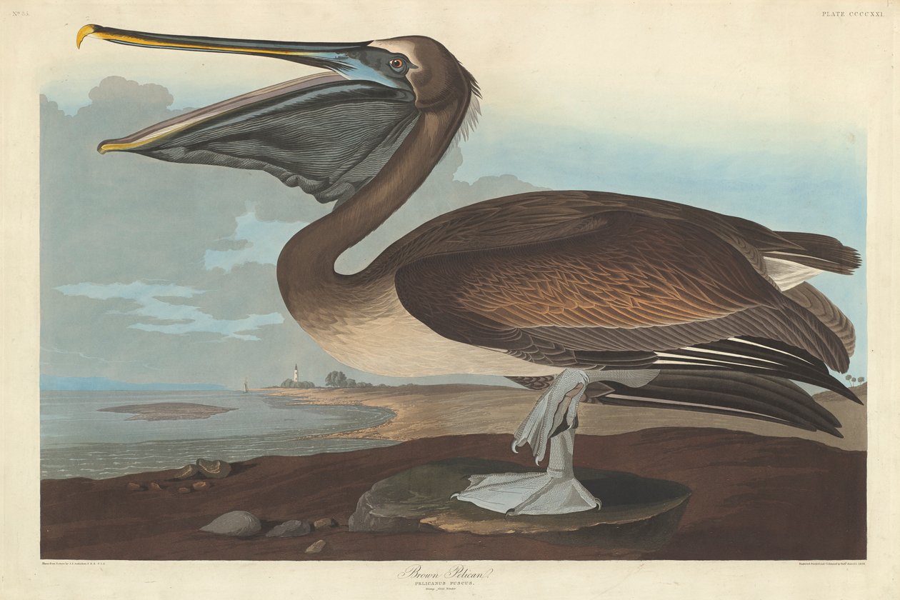 Pélican brun, 1838 - John James Audubon