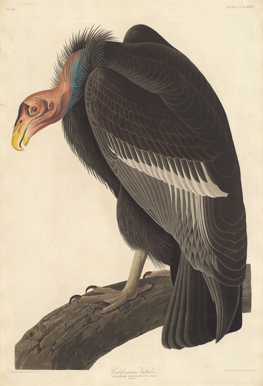 Vautour californien, 1838 - John James Audubon