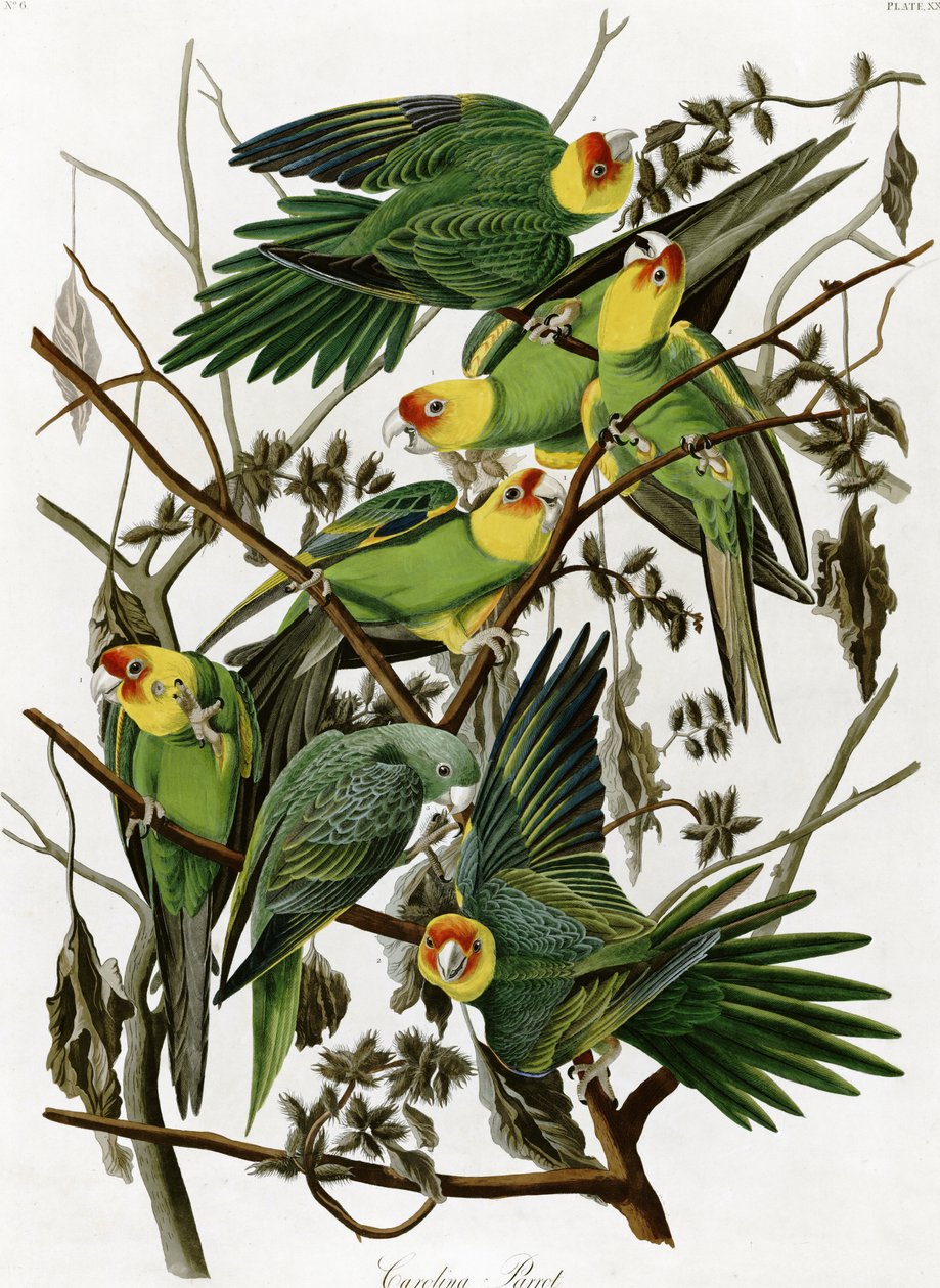 Perruches de Caroline par John James Audubon (1833) - John James Audubon