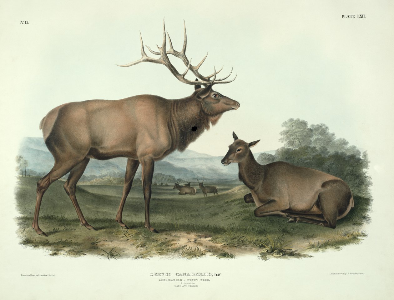 Cervus Canadensis (Wapiti d