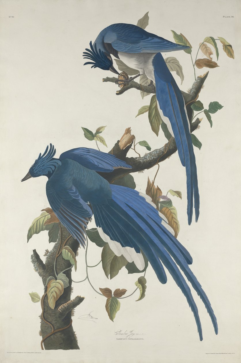 Geai de Columbia, 1830 - John James Audubon