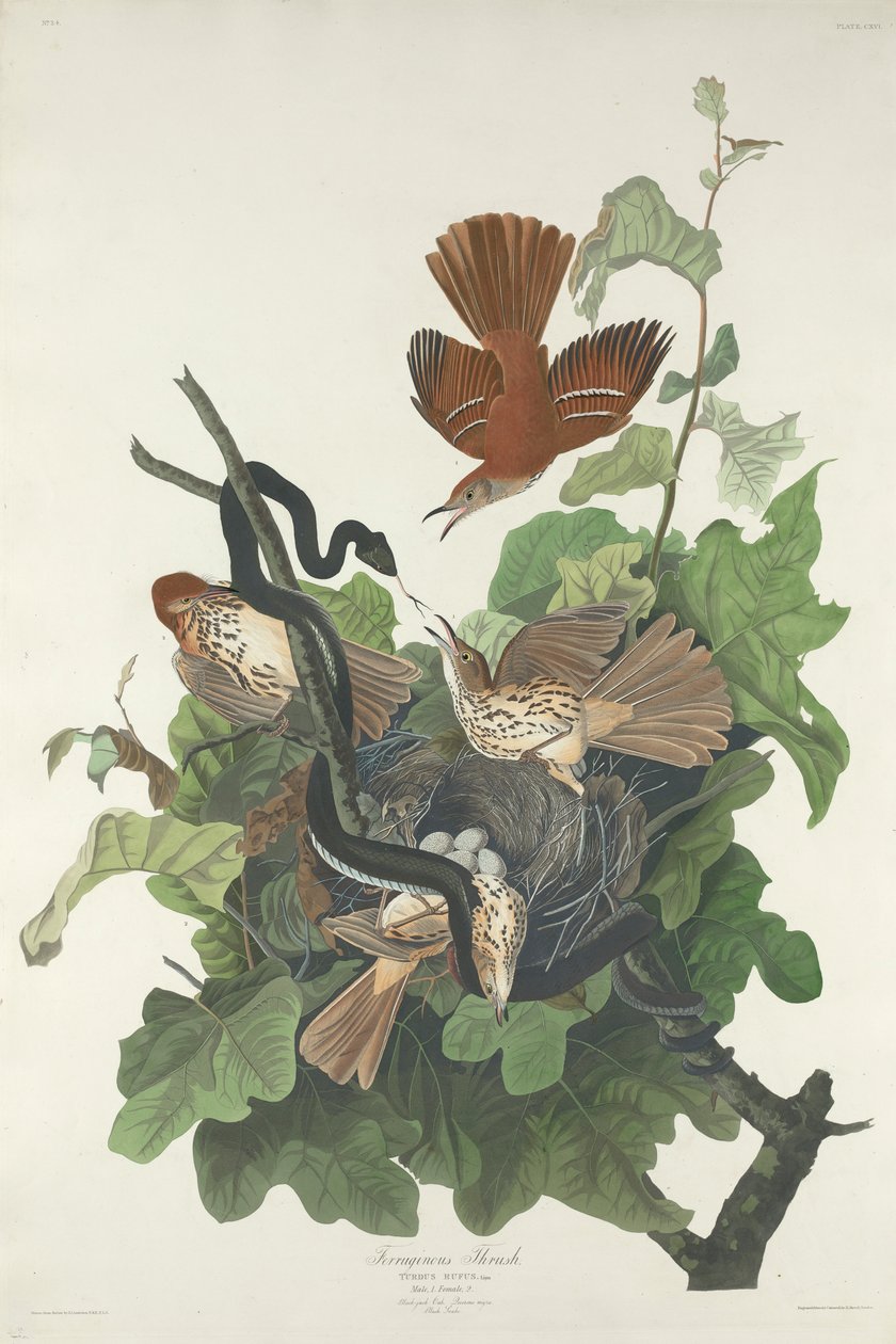 Grive rouilleuse, 1831 - John James Audubon