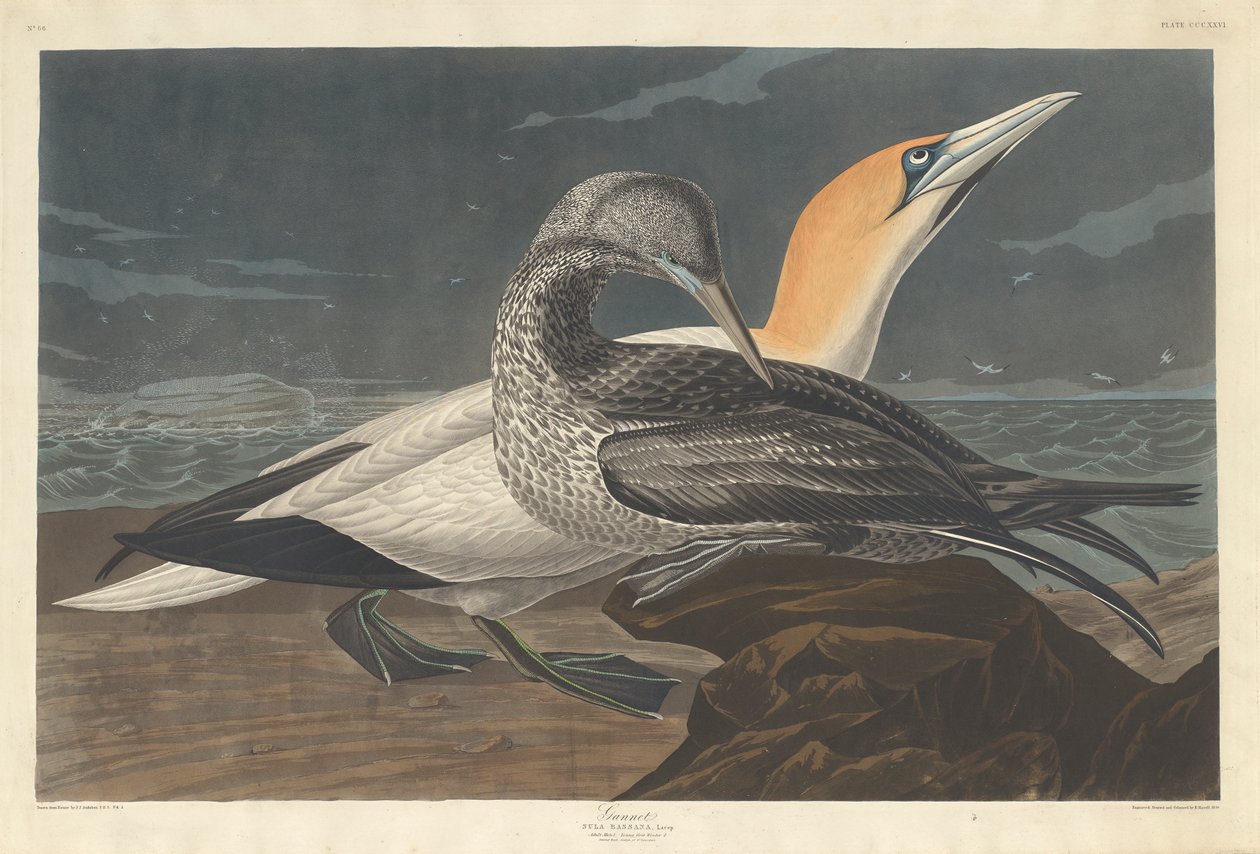 Fou de Bassan, 1836 - John James Audubon