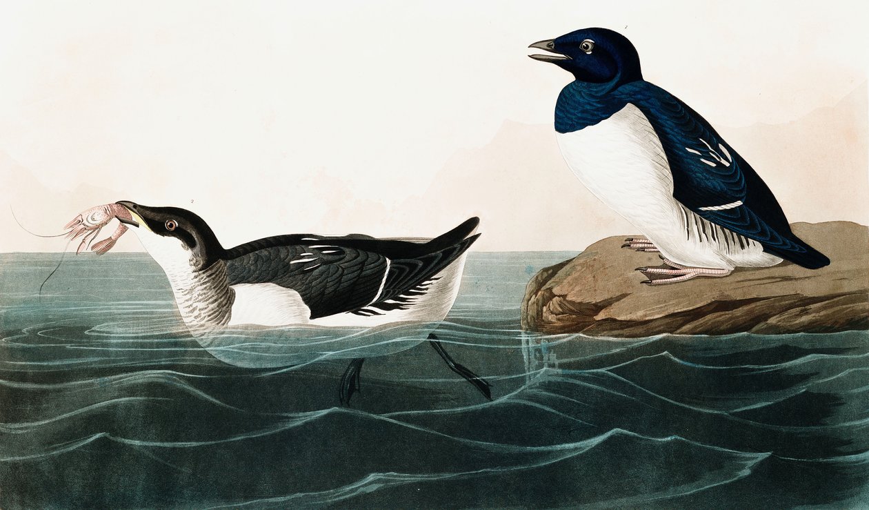 Petit pingouin, Uria Alle, tirée de Les Oiseaux d