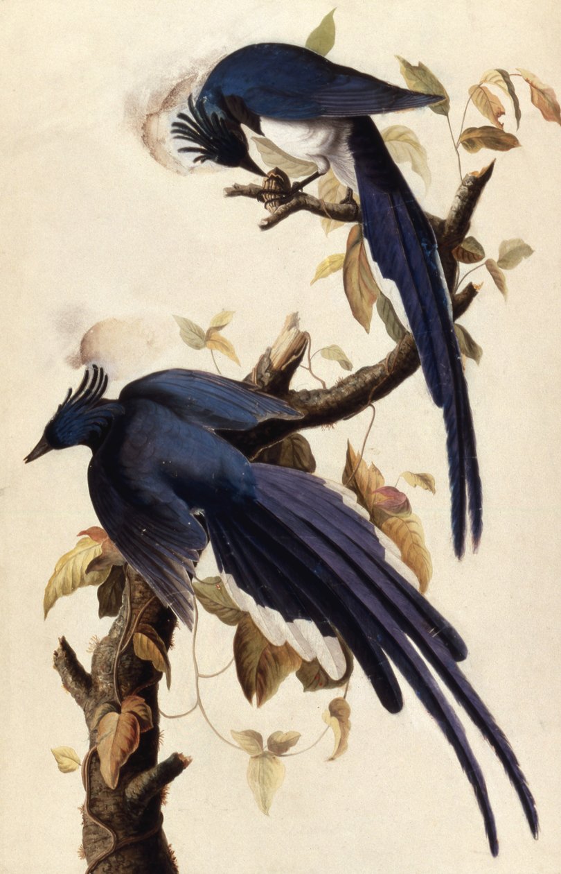 Geai magpie, 1829 - John James Audubon