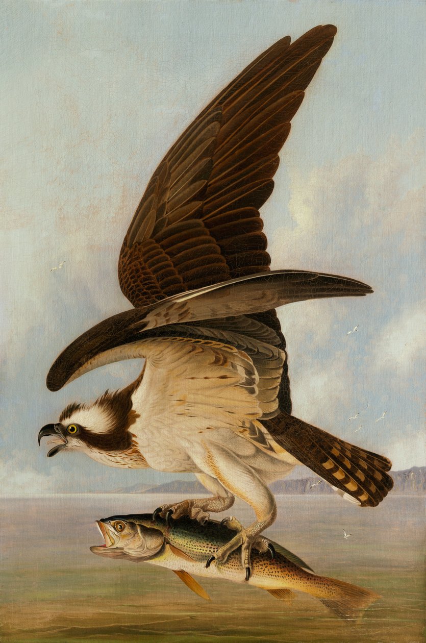 Balbuzard pêcheur et poisson faible, 1829 - John James Audubon