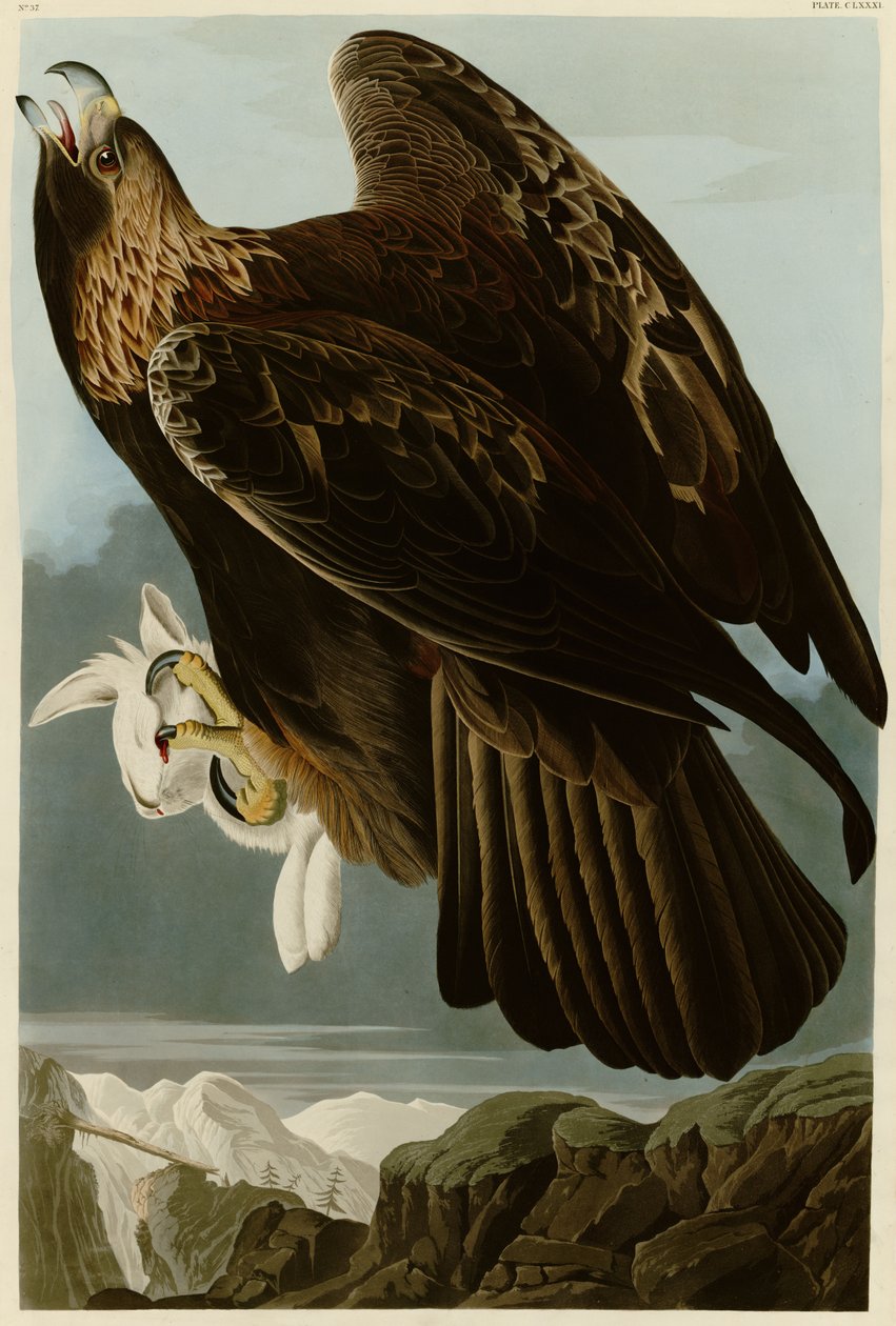 Planche 181 des Oiseaux d