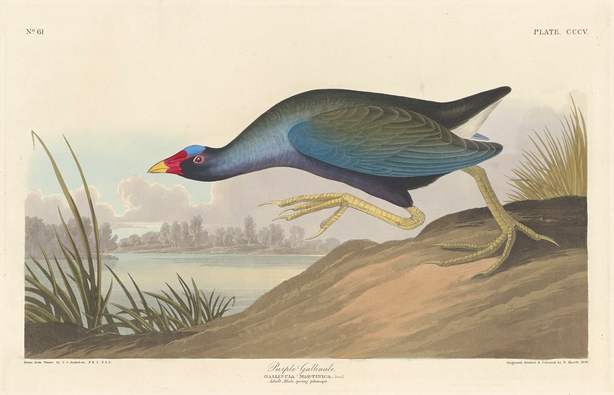 Talève violacée, 1836 - John James Audubon