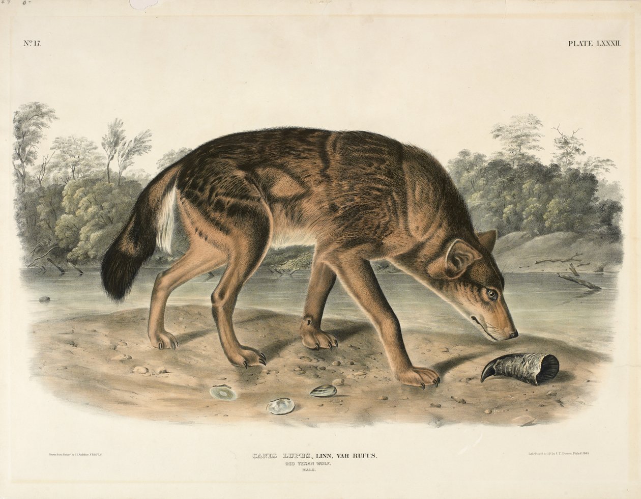 Loup texan rouge (Canis Lupus) - John James Audubon