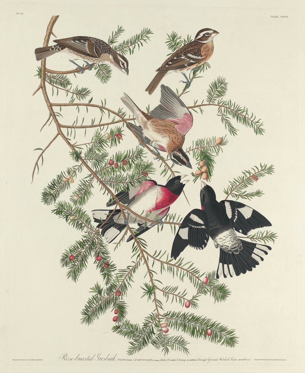 Cardinal à poitrine rose, 1832 - John James Audubon