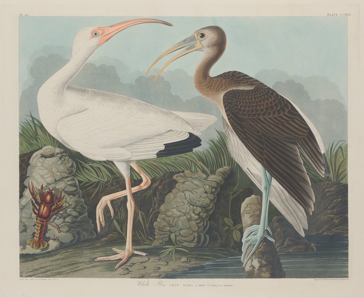 Ibis blanc, 1834 - John James Audubon
