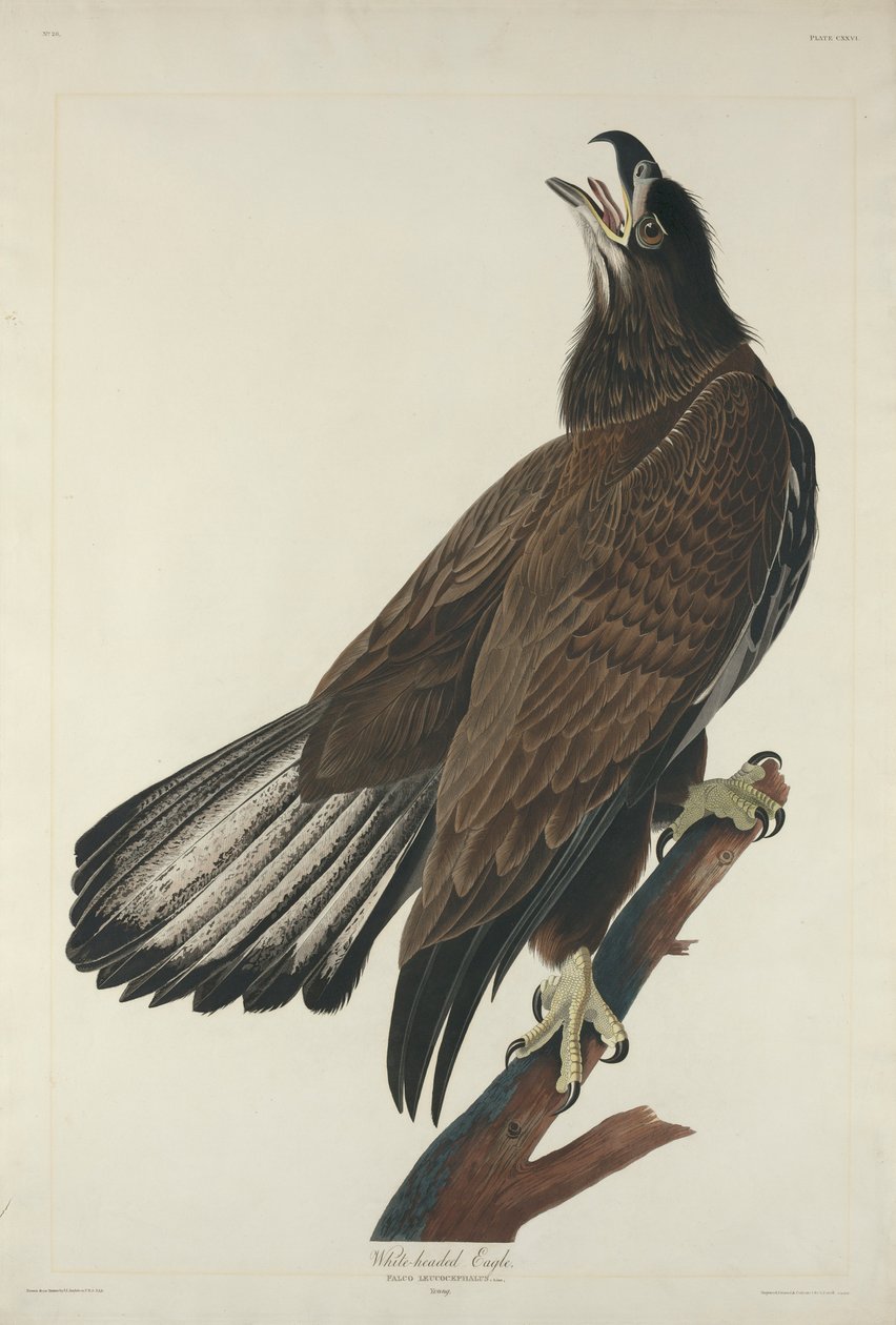 Aigle à tête blanche, 1832 - John James Audubon
