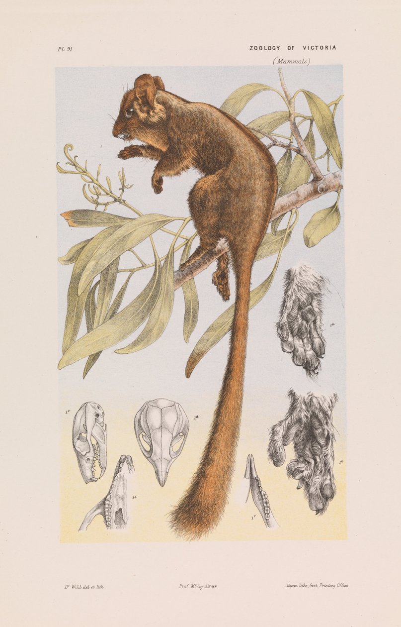 Possum de Leadbeater, Gymnobelideus leadbeateri - John James Wild