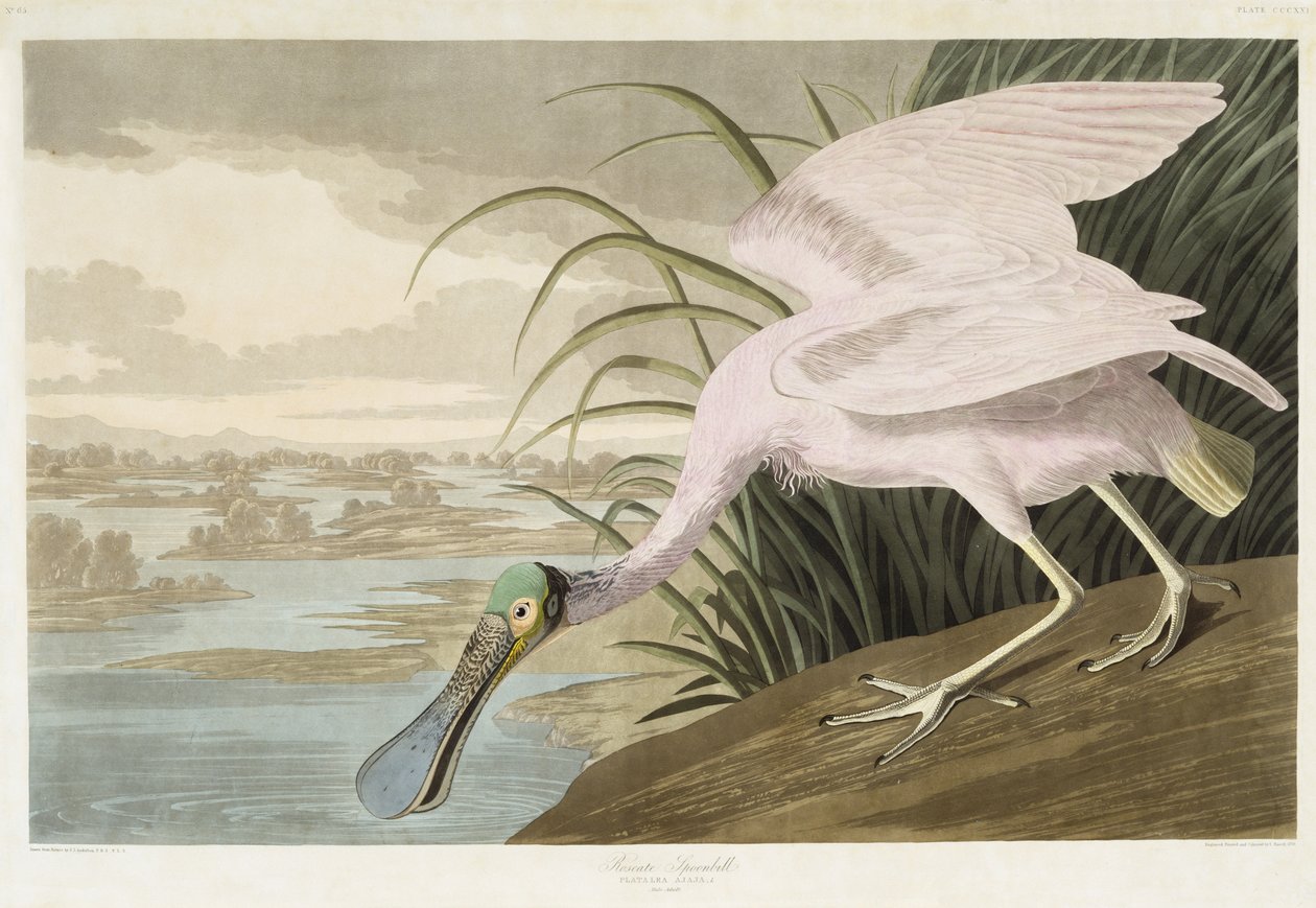 Spatule rosée - John James after Audubon