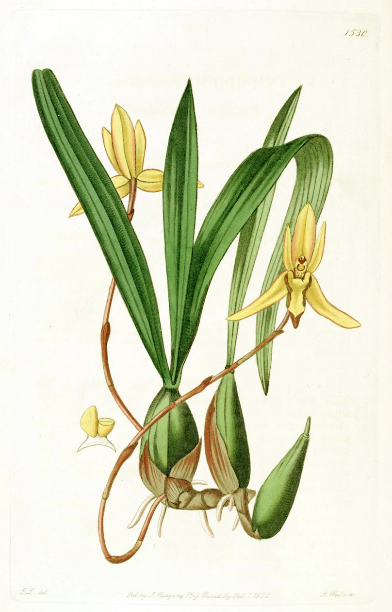 Brasiliorchis marginata (comme syn. Cymbidium marginatum) - John Lindley