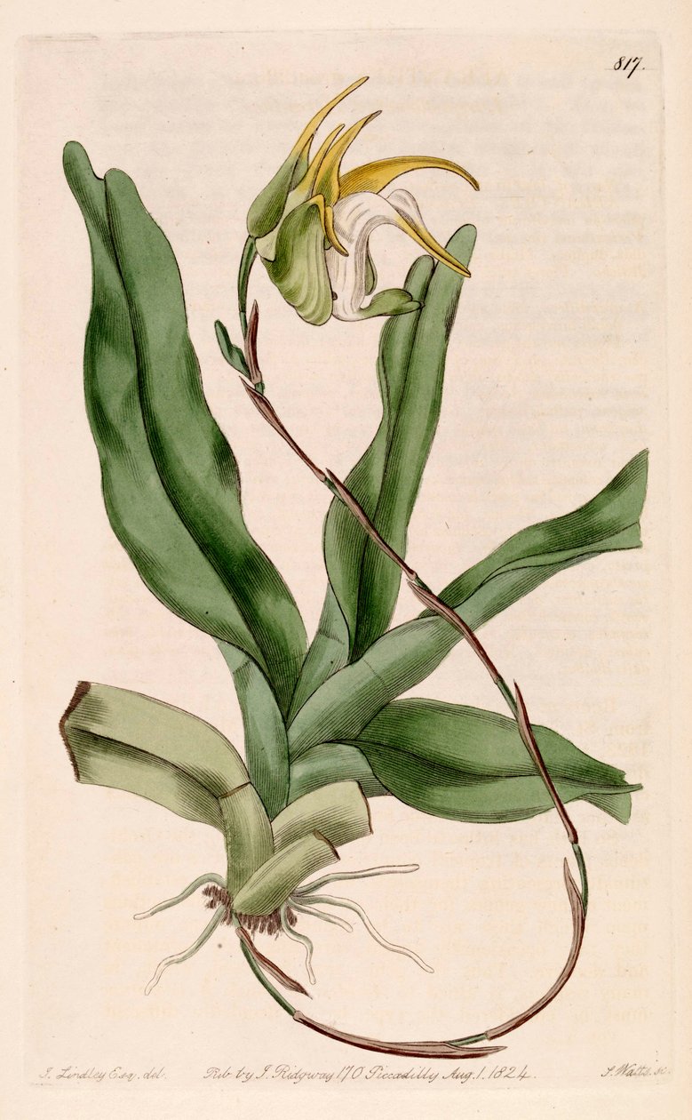 Illustration d