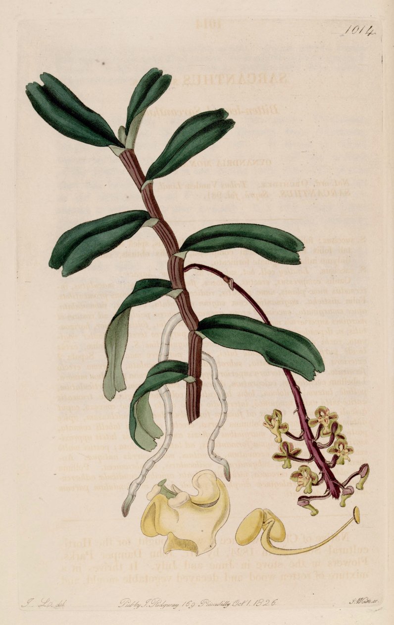 Illustration de Robiquetia succisa (comme syn. Sarcanthus succisus) - John Lindley