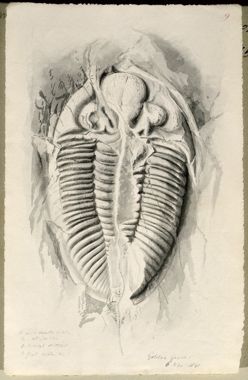 Trilobite de Golden Grove, 6 novembre 1841 - John Phillips
