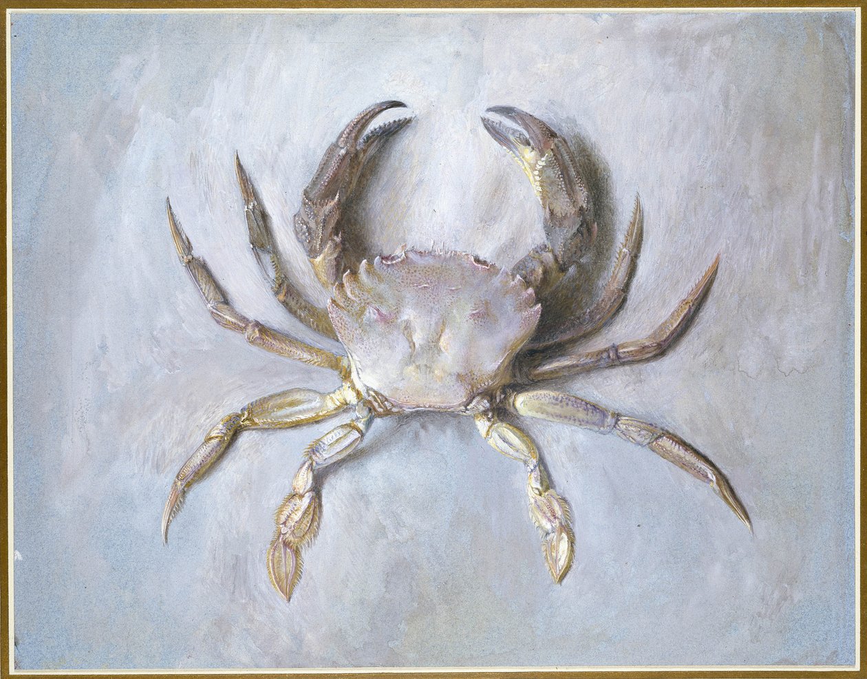 Crabe de velours, 1870-1 - John Ruskin