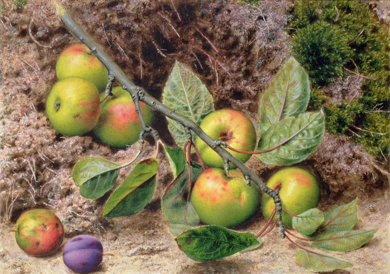 Pommes sur une branche - John Sherrin