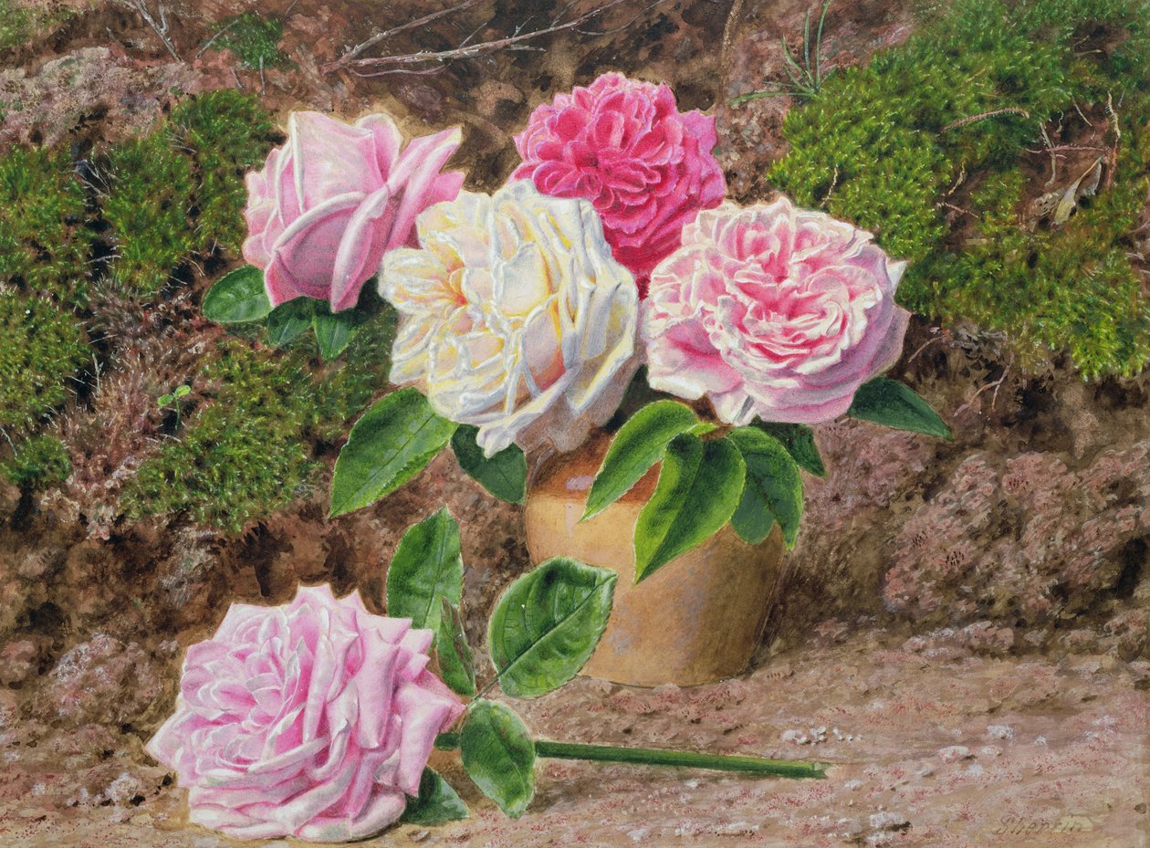 Roses dans un vase en terre cuite près d