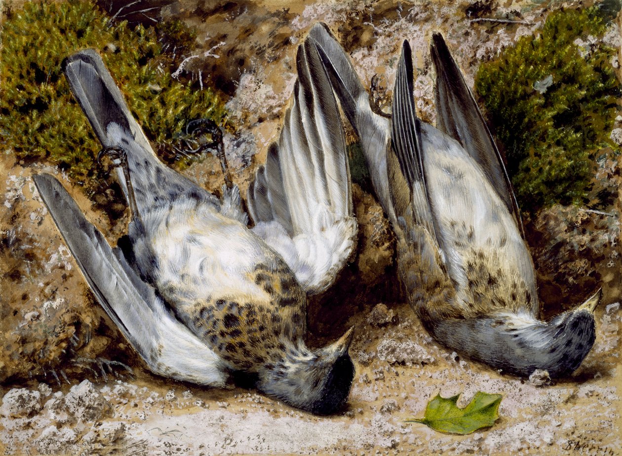 Nature morte avec deux oiseaux morts, sans date - John Sherrin